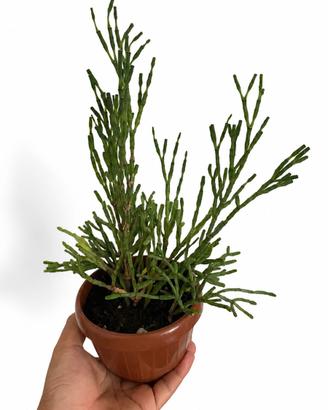 Hatiora Salicornioides