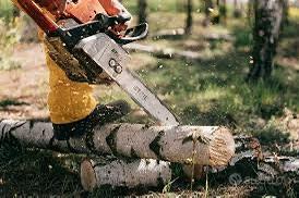 Taglio alberi a costi onesti