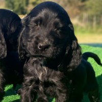 Cocker spaniel