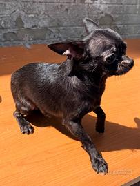 Chihuahua maschietto con pedigree