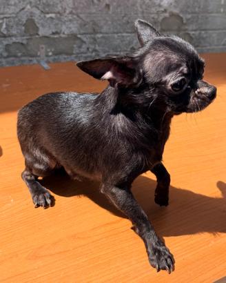 Chihuahua maschietto con pedigree
