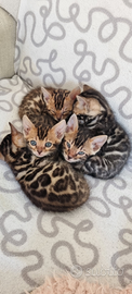 Disponibili cuccioli gatto bengala