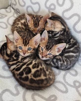 Disponibili cuccioli gatto bengala