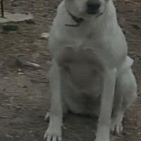 Cani simil Labrador