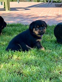 Cuccioli di Rottweiler con Pedigree