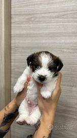 jack russell pelo ruvido pedigree