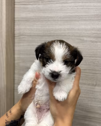 jack russell pelo ruvido pedigree