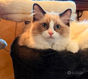 Incantevole cucciola di Ragdoll SEAL BICOLOR