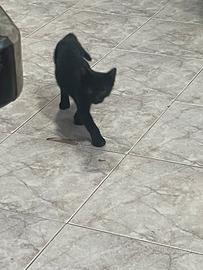 Prince 3 mesi