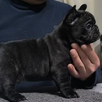 Bouledogue Francese