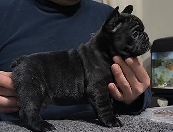Bouledogue Francese