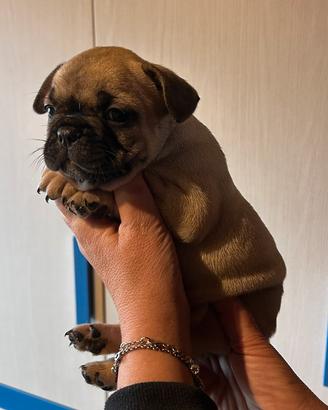 Bulldog francese meravigliosi