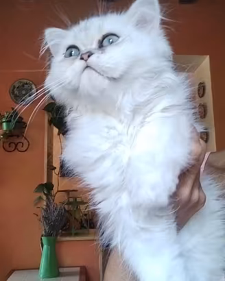 persiano chinchilla 