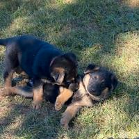 Cuccioli di pastore tedesco