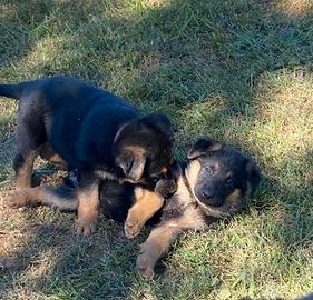 Cuccioli di pastore tedesco