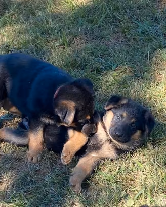 Cuccioli di pastore tedesco