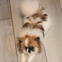 Volpino di pomerania