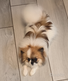 Volpino di pomerania