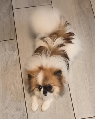 Volpino di pomerania