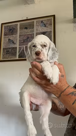 Cuccioli di Setter inglese (con pedigree)