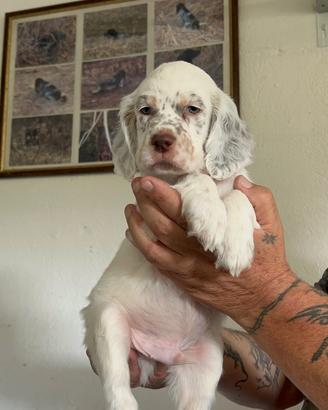 Cuccioli di Setter inglese (con pedigree)