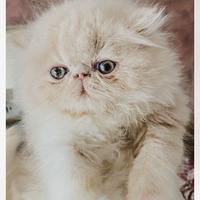 Cuccioli di gatti persiani