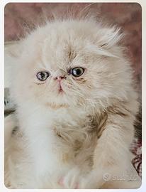 Cuccioli di gatti persiani