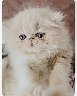 Cuccioli di gatti persiani