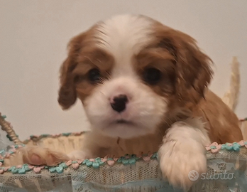 Meravigliose cucciole di Cavalier king
