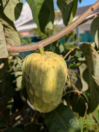 Pianta di annona cerimola innestata var. Cumbe