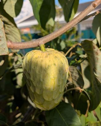 Pianta di annona cerimola innestata var. Cumbe