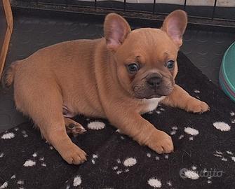Cucciolo bulldog francese esotico