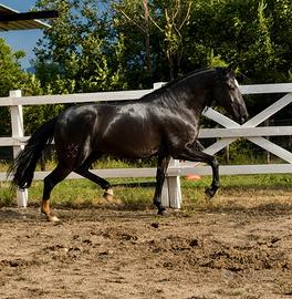 Cavallo lusitano