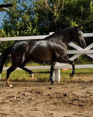 Cavallo lusitano