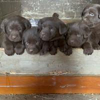 ULTIMA Cucciola di Labrador cioccolato