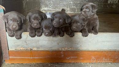 ULTIMA Cucciola di Labrador cioccolato