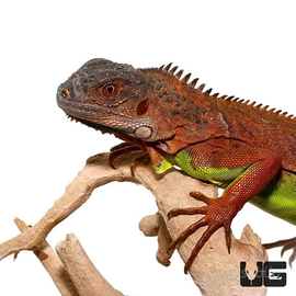 Iguana rossa