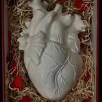 Vaso cuore anatomico