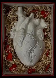 Vaso cuore anatomico