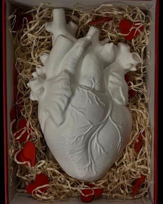 Vaso cuore anatomico
