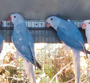 coppia collari viola cleartail 2026