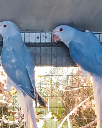 coppia collari viola cleartail 2026