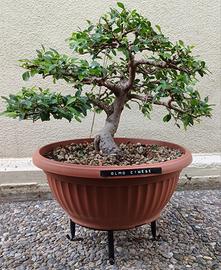 Bonsai di Olmo cinese