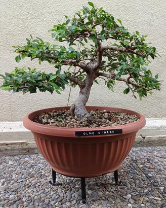 Bonsai di Olmo cinese