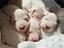 Immagine 5