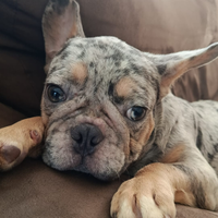Bulldog francese lilac merle pronto