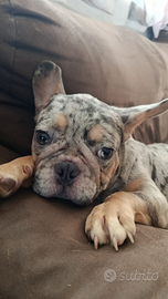 Bulldog francese lilac merle pronto