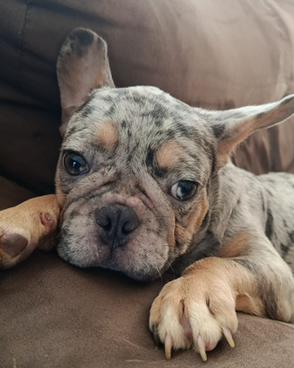 Bulldog francese lilac merle pronto