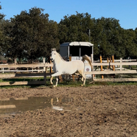 Cavallo arabo purosangue