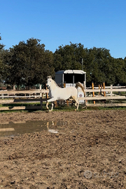 Cavallo arabo purosangue
